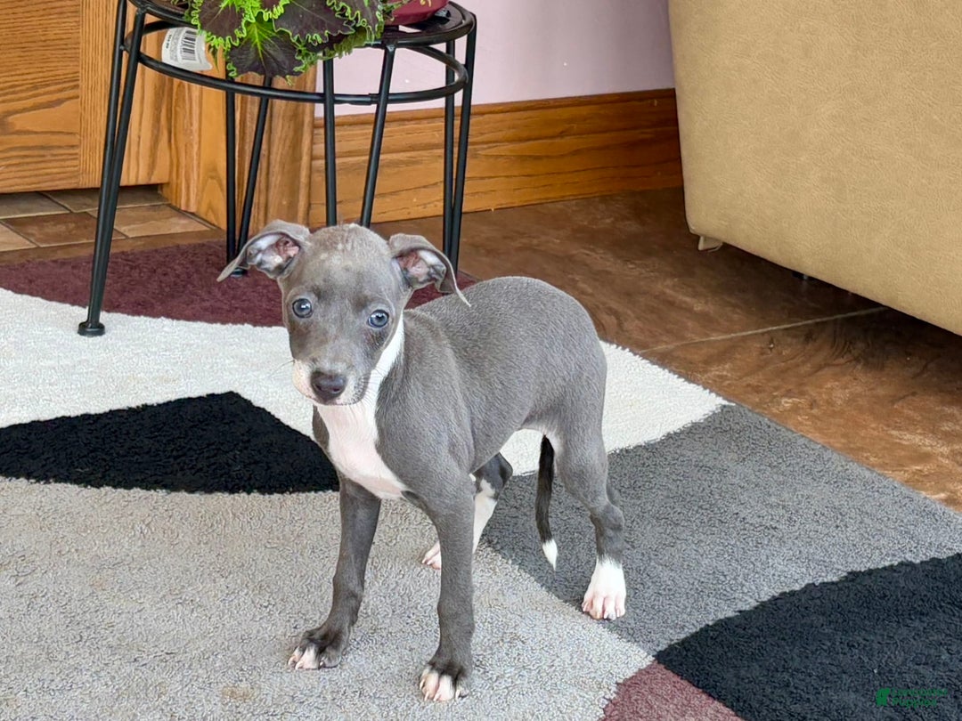 Italian Greyhound dogs for sale: Kk - Ad 15