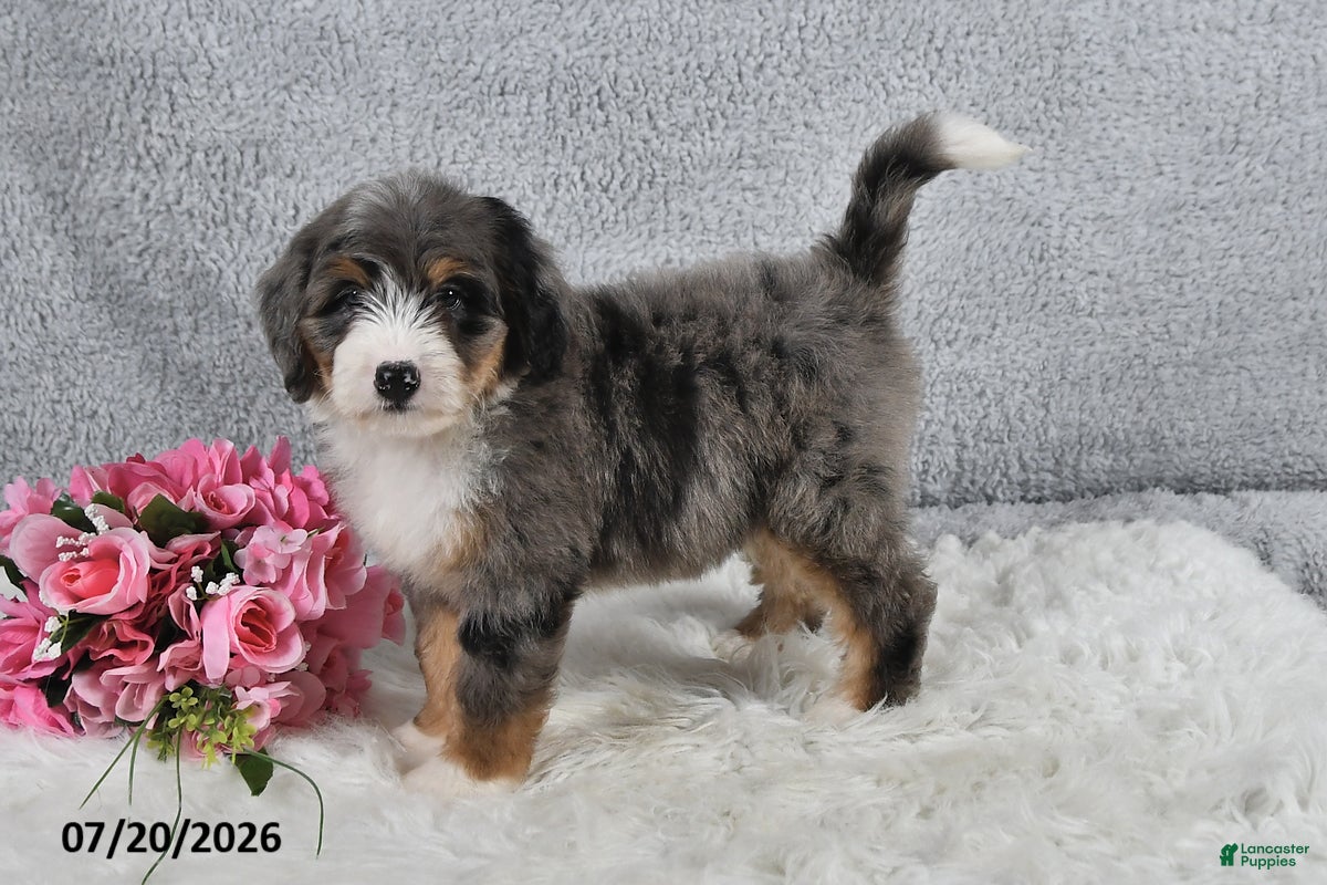 Mini Bernedoodle dogs Cody - Ad 2