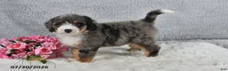 Mini Bernedoodle dogs for sale: Cody - Ad 2