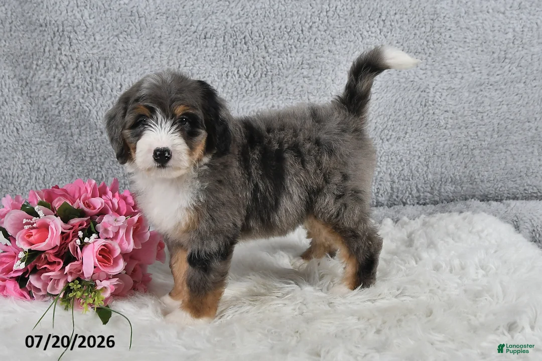 Mini Bernedoodle dogs for sale: Cody - Ad 2