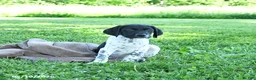 German Shorthaired Pointer dogs for sale: Gus - Ad 4