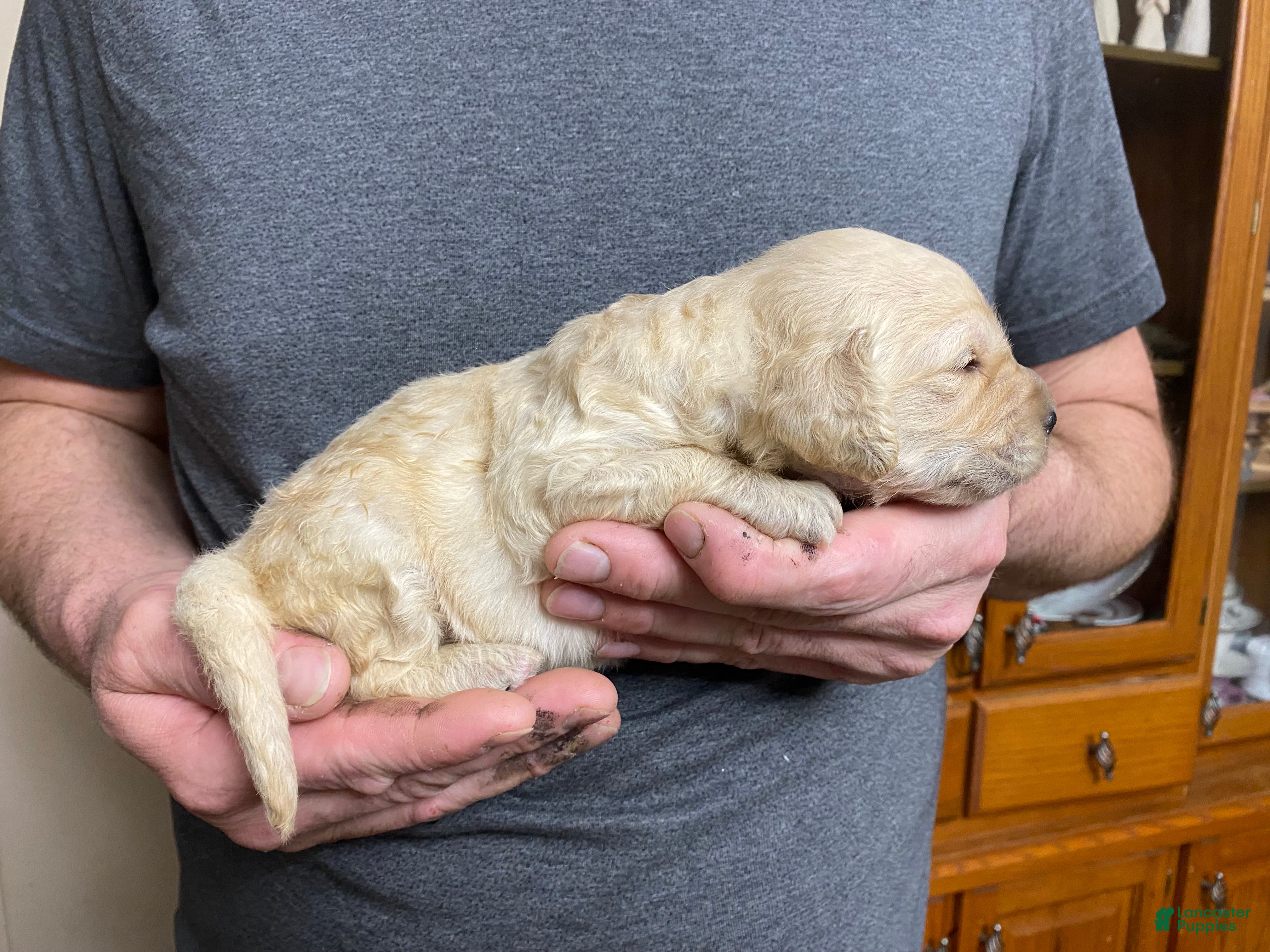 Goldendoodle dogs Goldendoodle Puppy 9 - Ad 20
