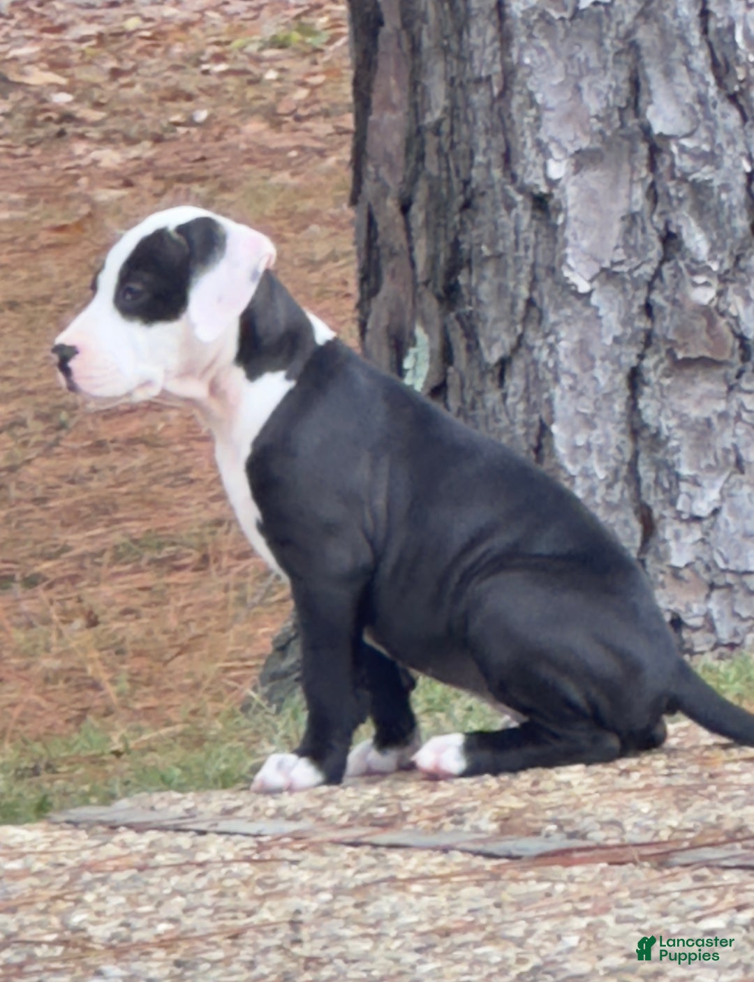 American Pit Bull Terrier dogs for sale: Bella - Ad 2