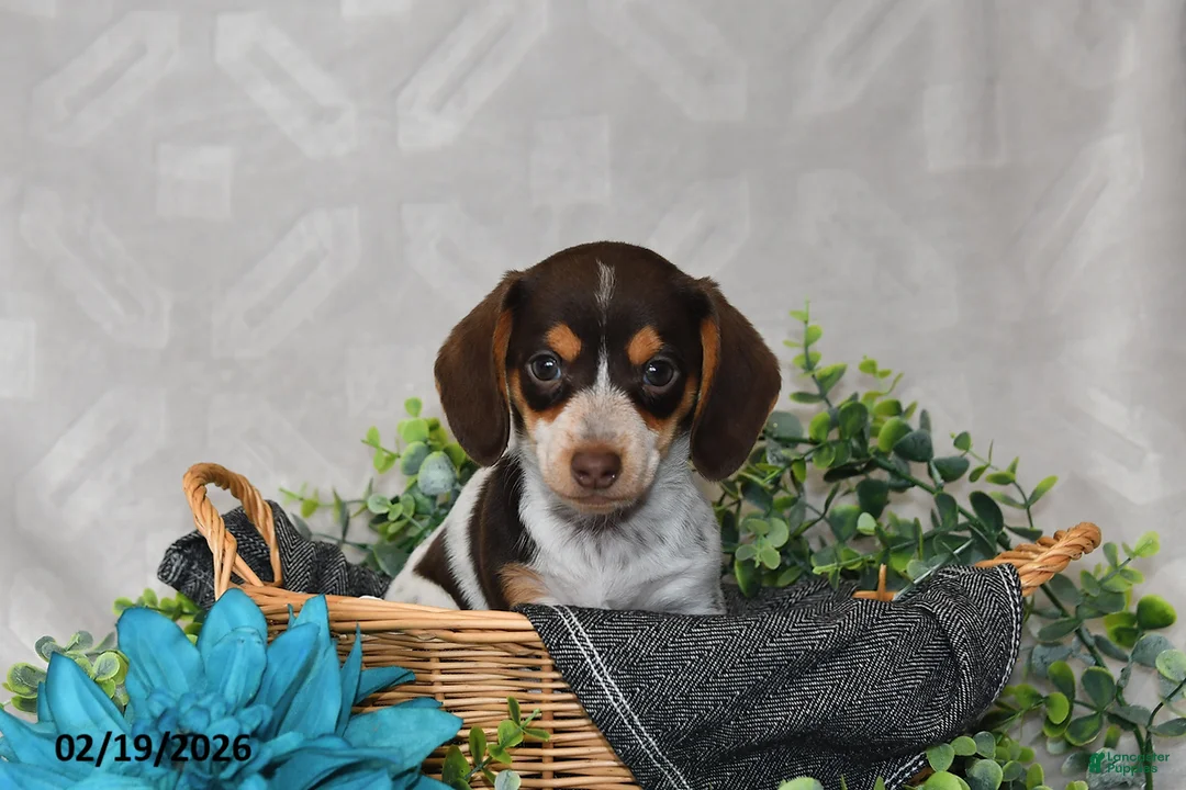Miniature Dachshund dogs for sale: Polly - Ad 5