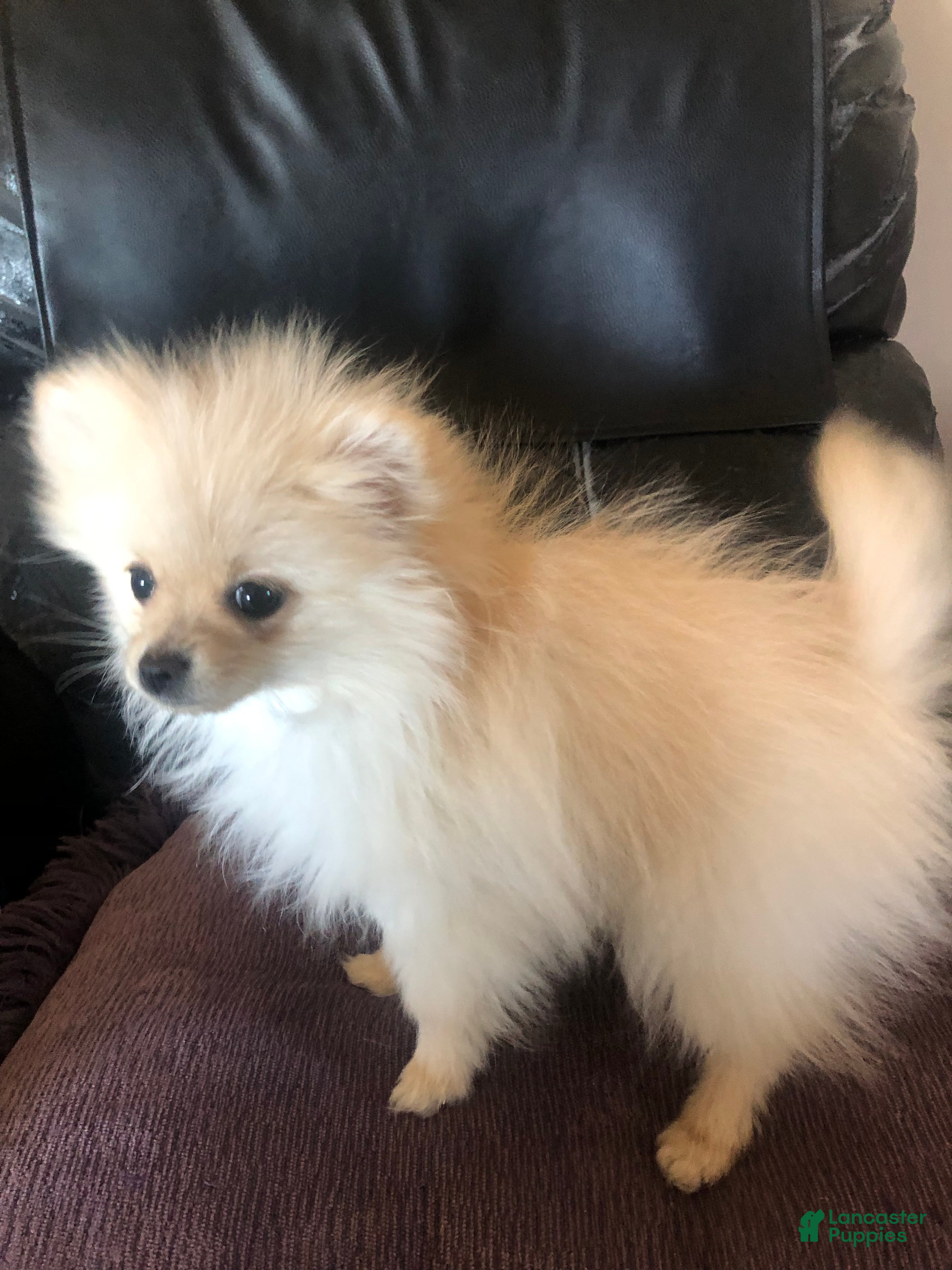 Pomeranian dogs Arwen - Ad 1