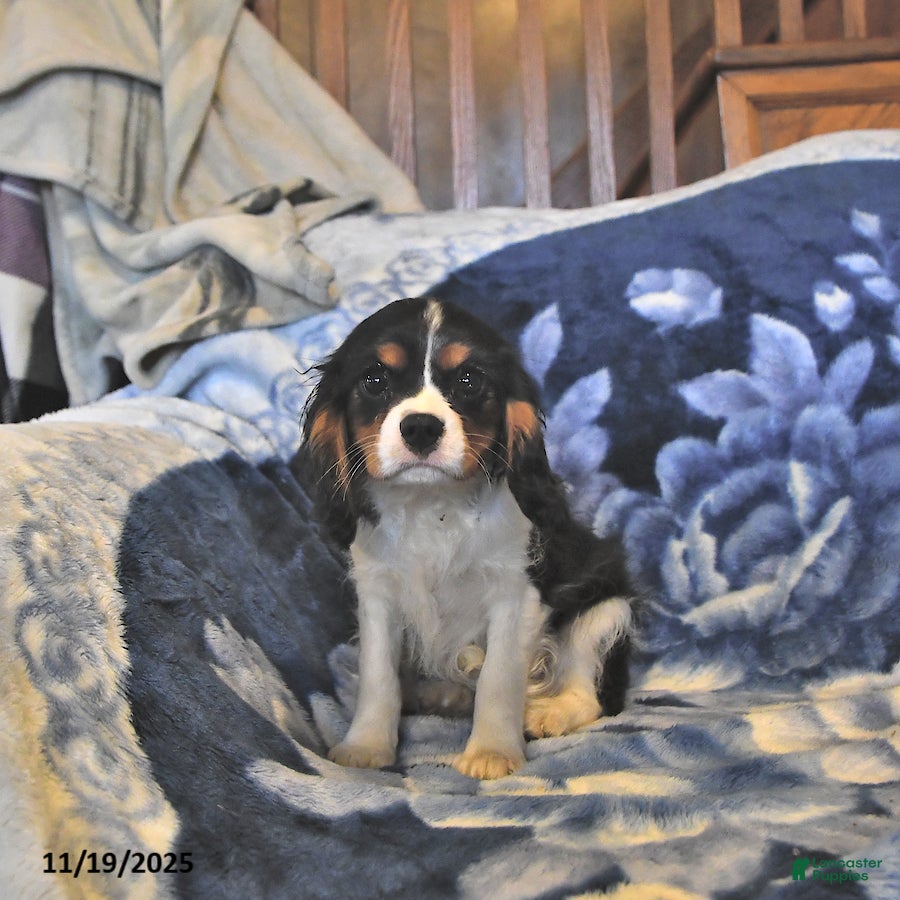 Cavalier King Charles Spaniel dogs Kai  - Ad 6