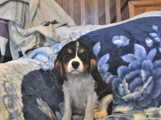 Cavalier King Charles Spaniel dogs Kai - Ad 10