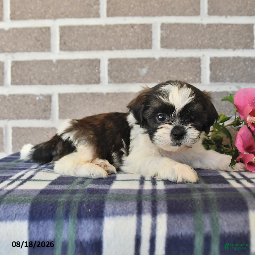 Shih Tzu dogs for sale: Teddy - Ad 2