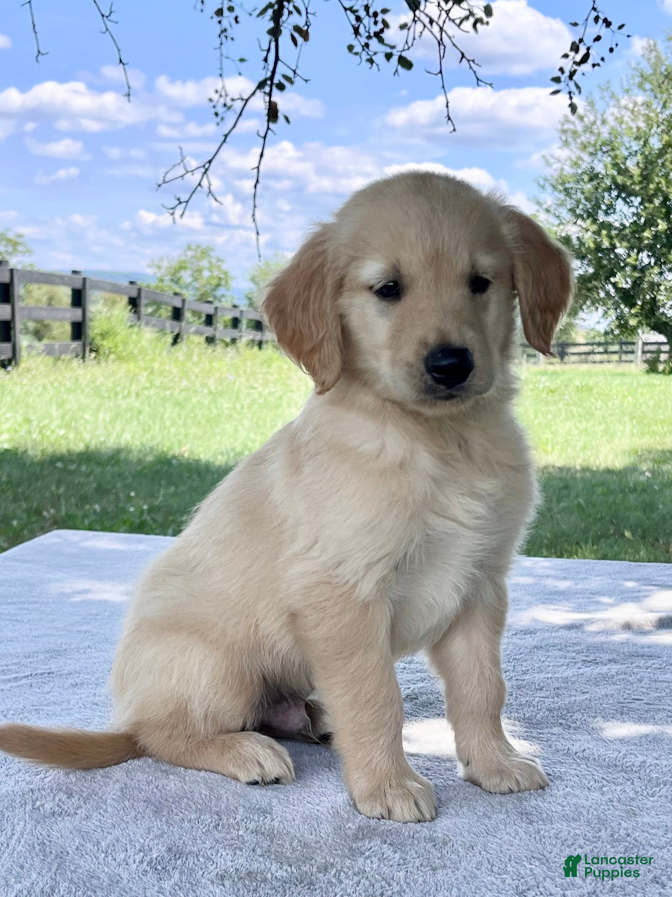 Golden Retriever dogs Drake - Ad 1
