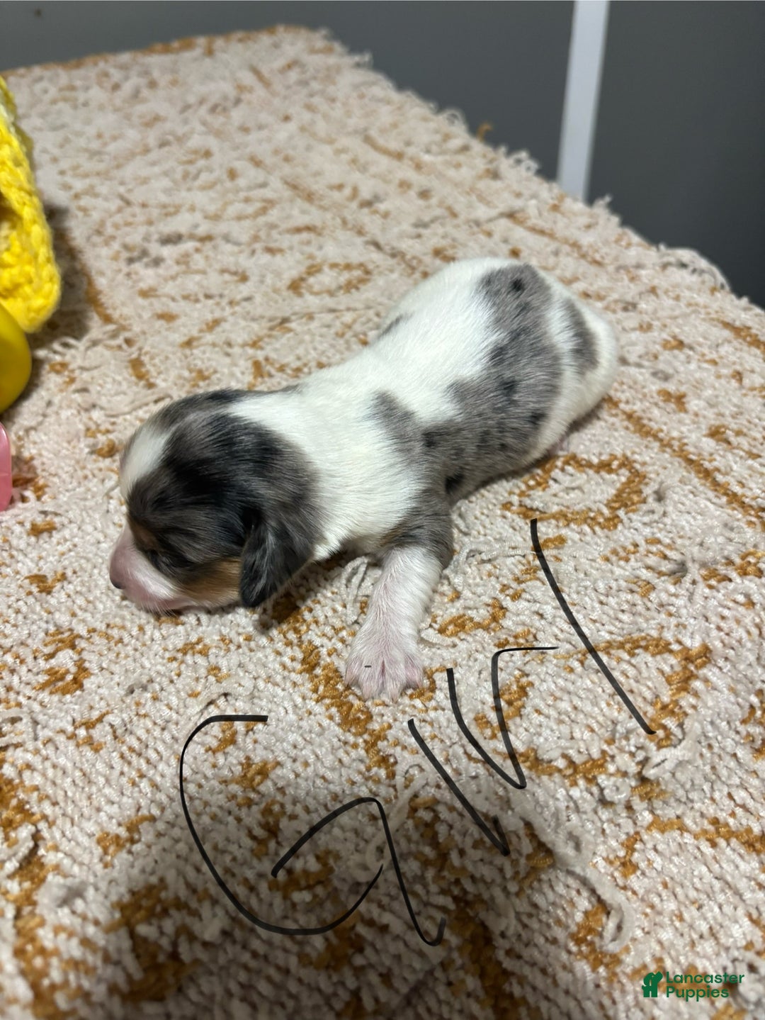 Miniature Dachshund dogs for sale: Honey - Ad 1