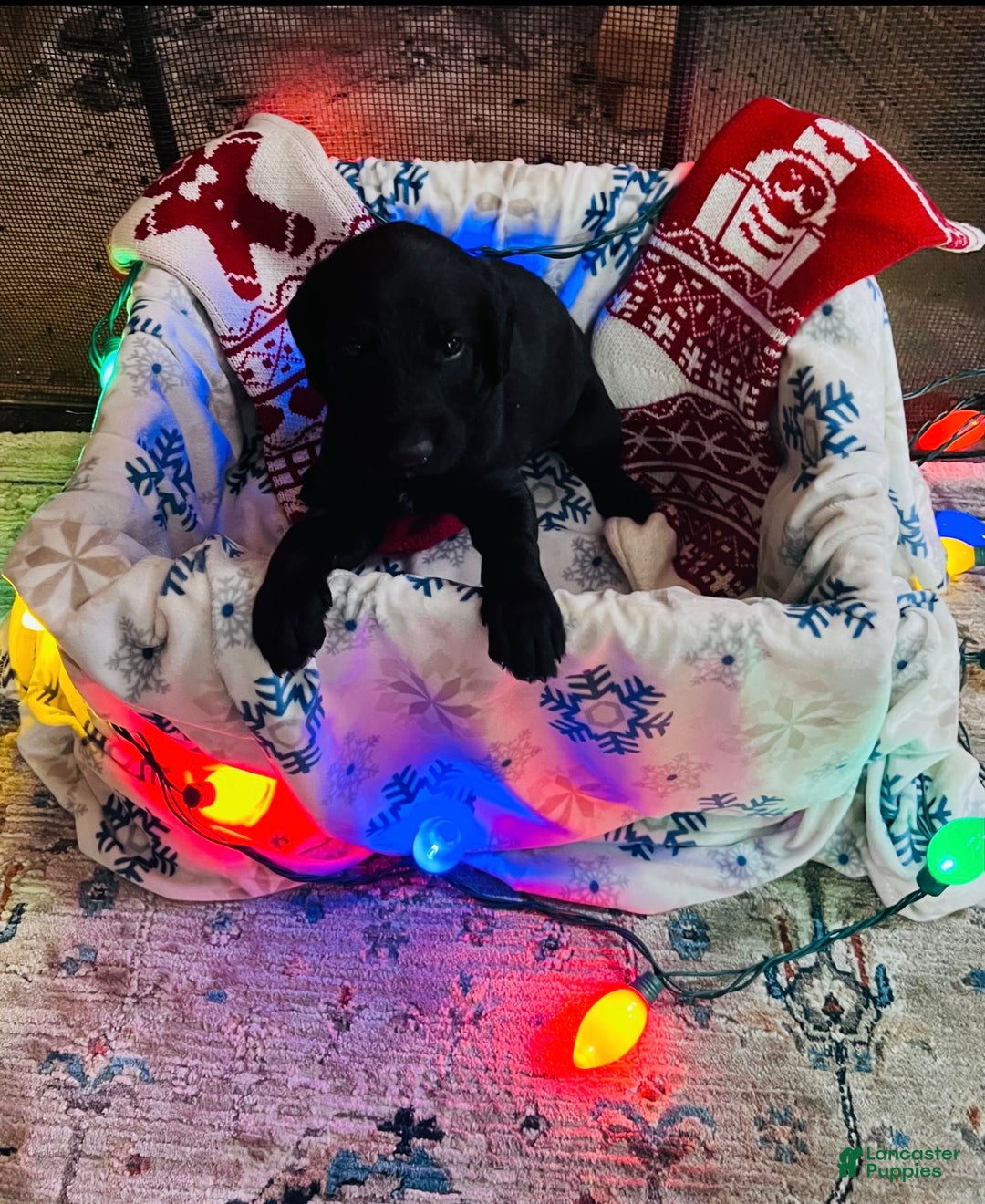 Mixed Breed dogs for sale: Black boy #2 - Ad 1