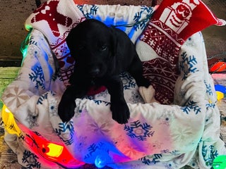 Mixed Breed dogs Black boy #2 - Ad 26