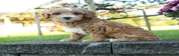 Mini Goldendoodle dogs for sale: Cecily - Ad 2