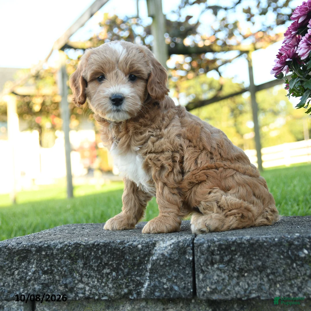 Mini Goldendoodle dogs for sale: Cecily - Ad 2
