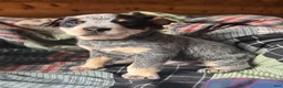 Australian Cattle Dog dogs for sale: Larry - Ad 10
