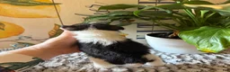 Wire Fox Terrier dogs for sale: Fru Fru  - Ad 9