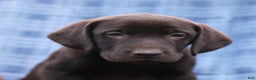 Labrador Retriever dogs for sale: Jesse  - Ad 1