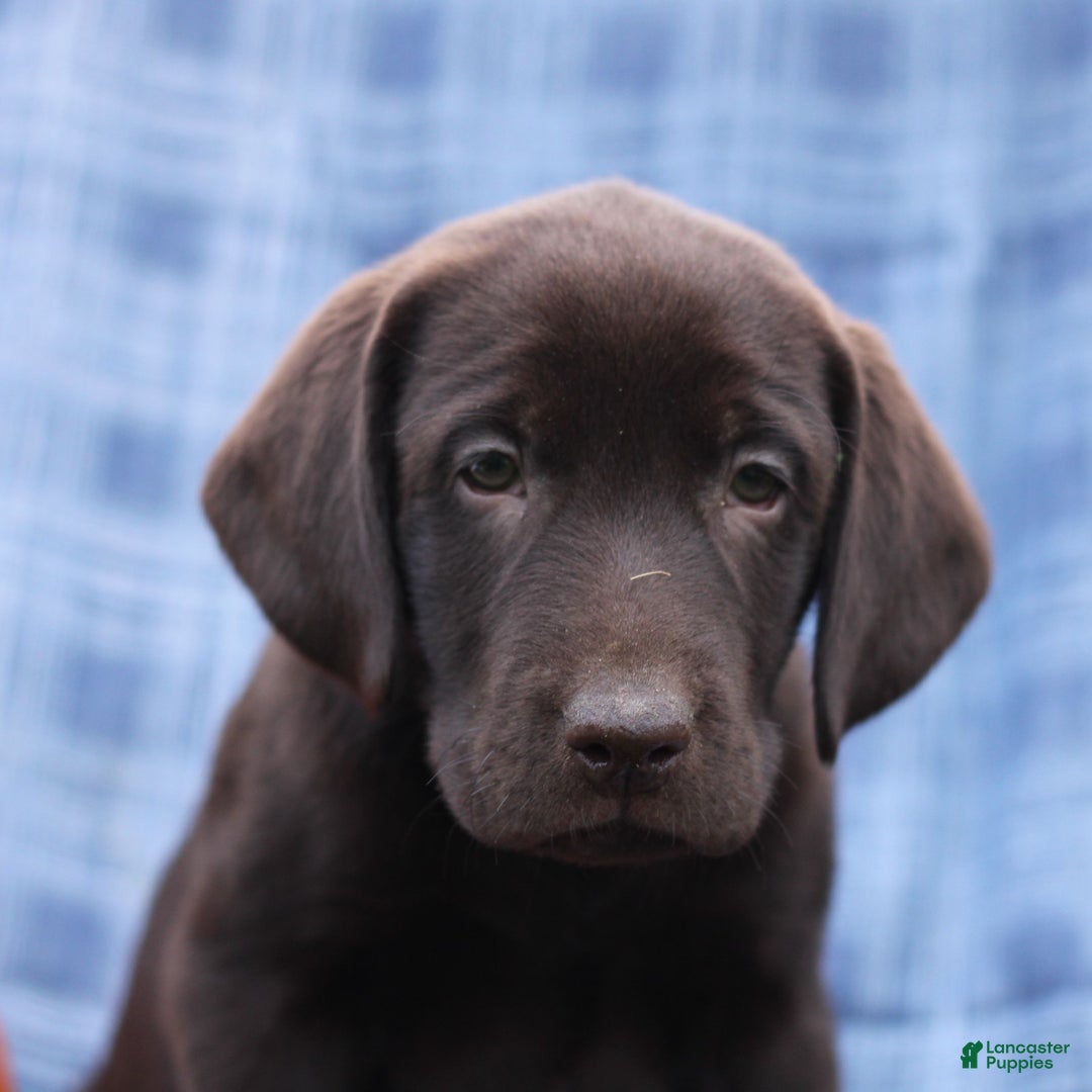 Labrador Retriever dogs for sale: Jesse  - Ad 1