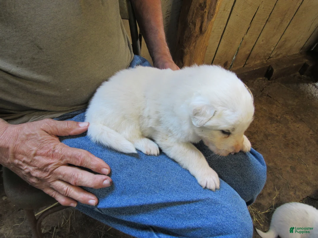 Great Pyrenees dogs for sale: Red collar all white Male Great Pyrenees Puppy  - Ad 2
