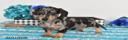 Miniature Dachshund dogs for sale: Fiona - Ad 2