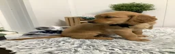 Golden Retriever dogs for sale: Golden Retriever Myles - Ad 3