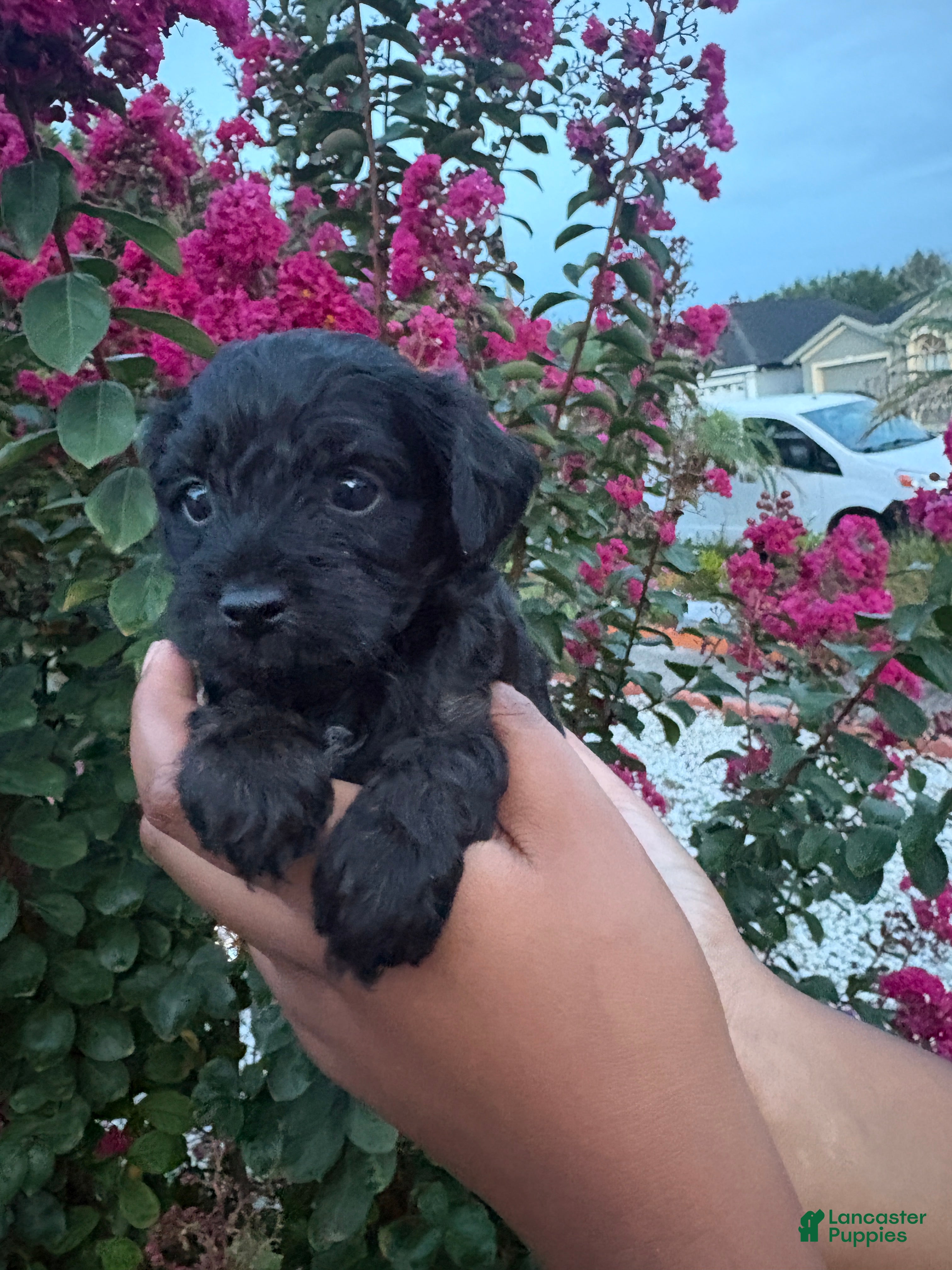 Cavapoo dogs Shadow - Ad 15