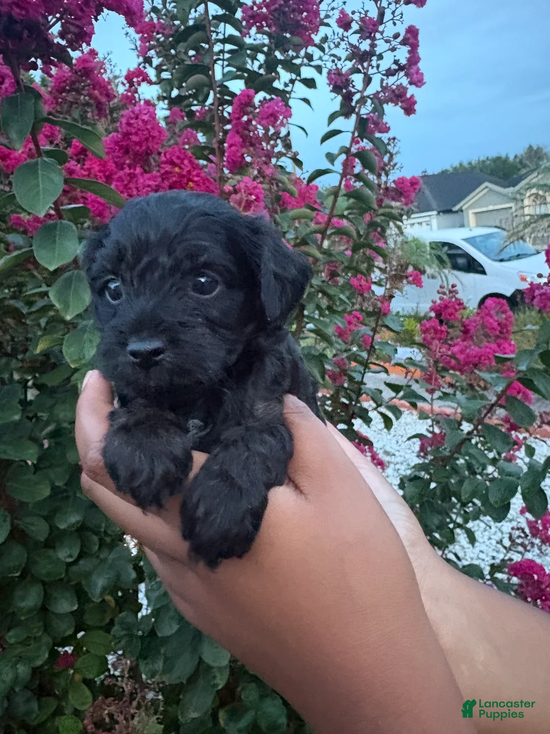 Cavapoo dogs for sale: Shadow - Ad 1