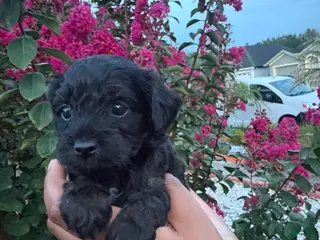Cavapoo dogs Shadow - Ad 25