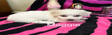 Bichon Frise 3 Maggie