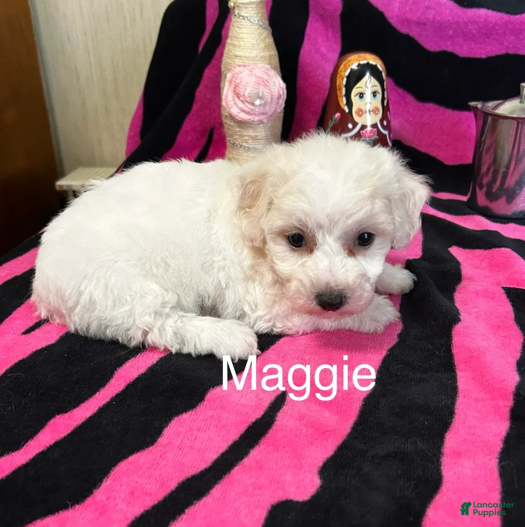 Bichon Frise dogs for sale: Bichon Frise 3 Maggie - Ad 1