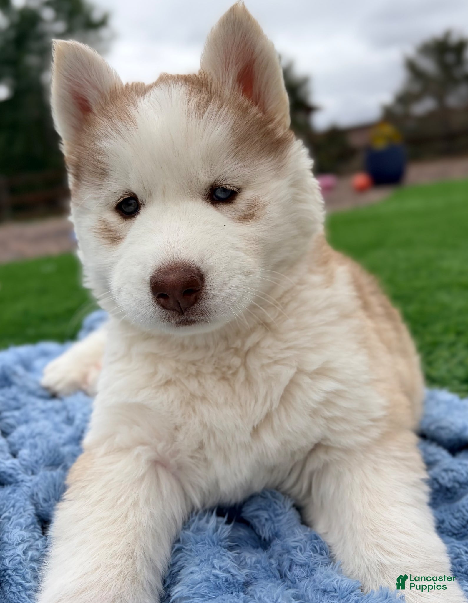 Siberian Husky dogs Freya - Ad 1