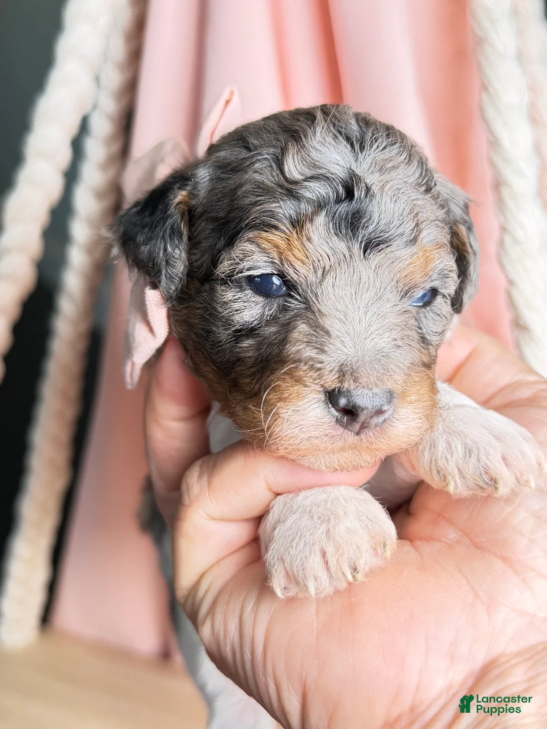 Miniature Poodle dogs for sale: King - Ad 1