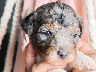 Miniature Poodle dogs for sale: King - Ad 3