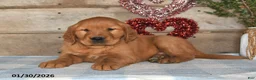 Golden Retriever dogs for sale: Ajax - Ad 4