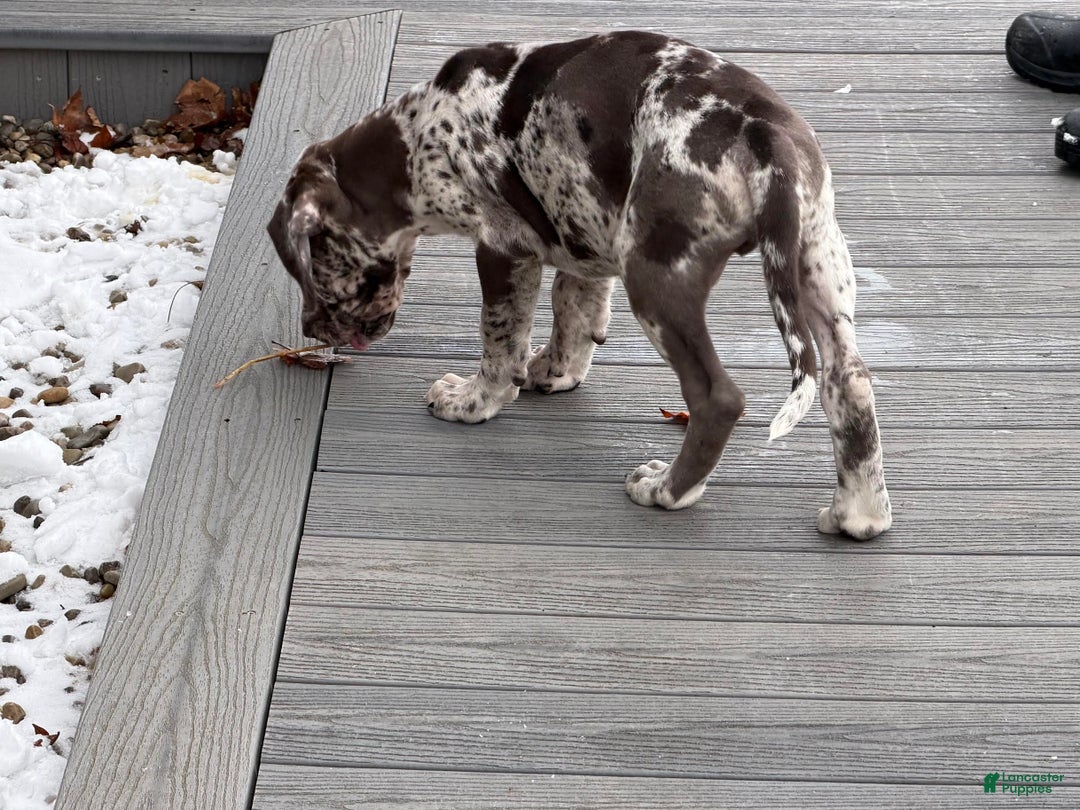 Great Dane dogs for sale: Seth - Ad 3