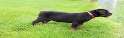 Rottweiler dogs for sale: Luna  - Ad 4