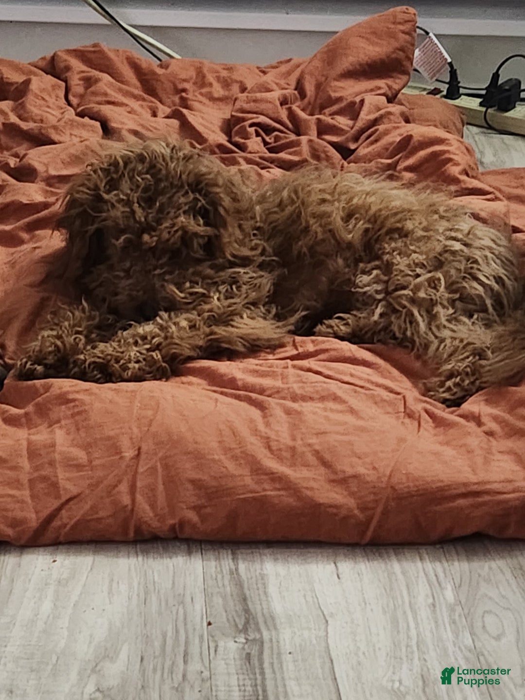 Cavapoo dogs for sale: Pharoah - Ad 2