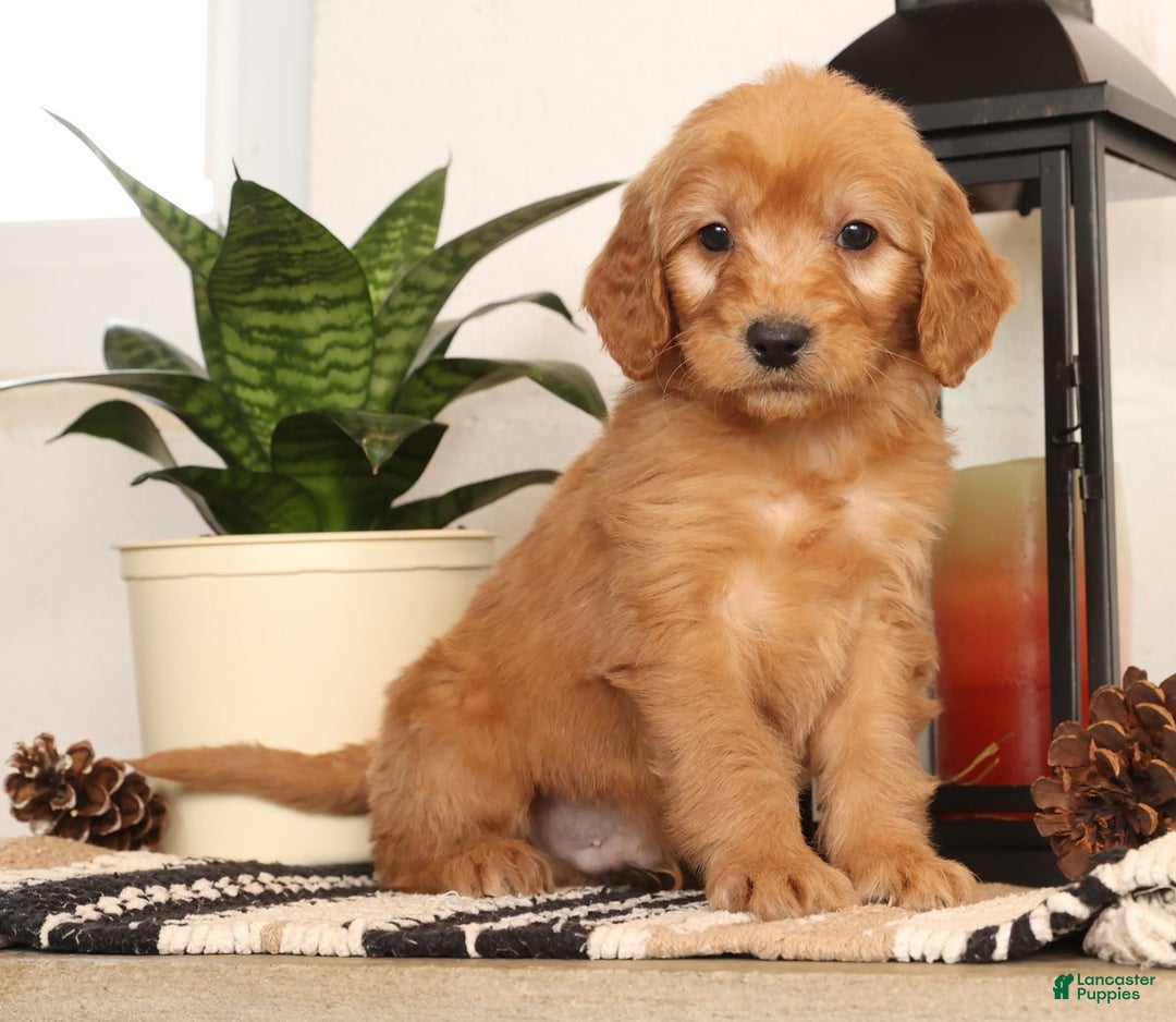 Mini Goldendoodle dogs for sale: Melvin - Ad 7