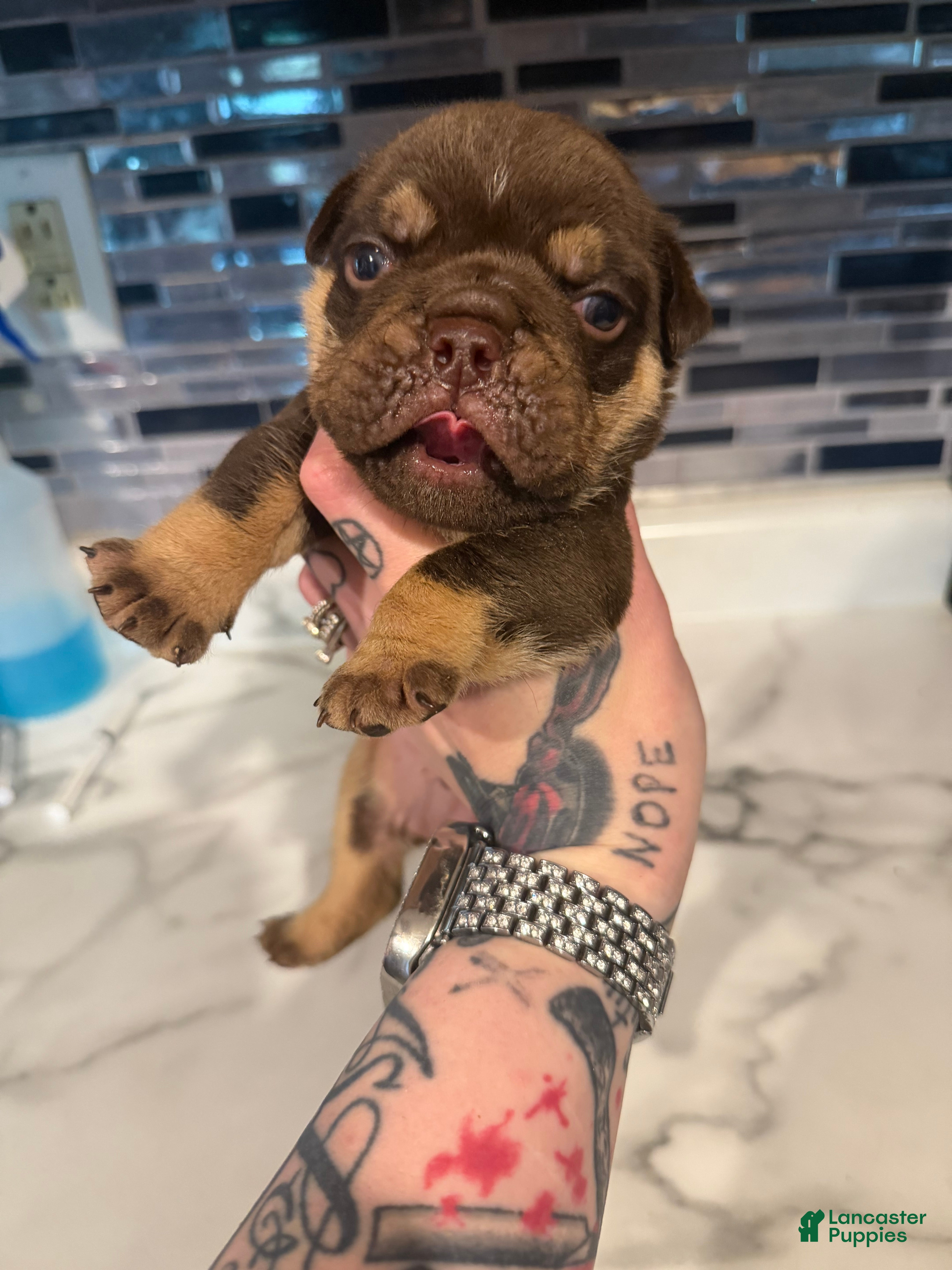 English Bulldog dogs Chocolate male - Ad 23