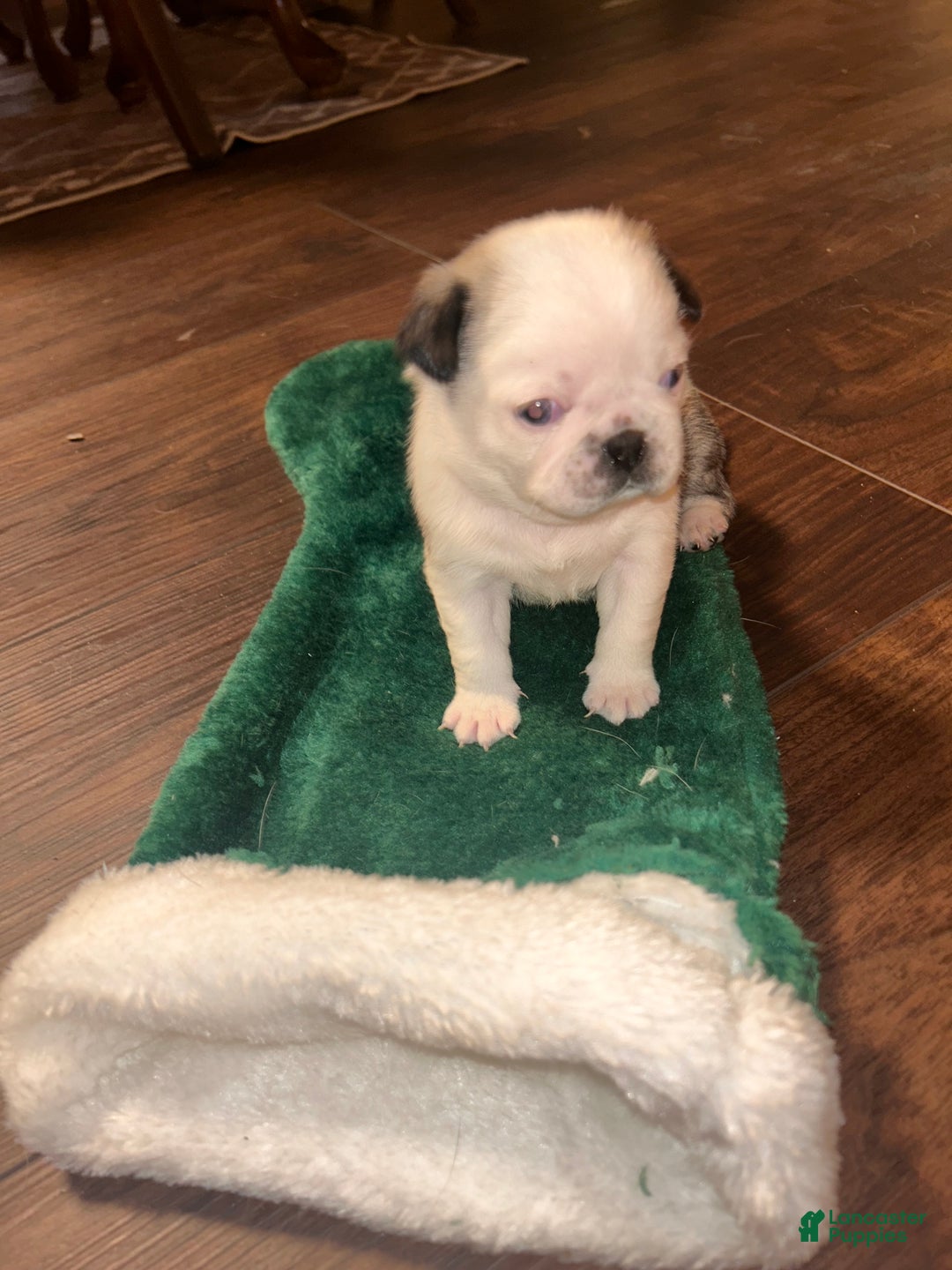 Pug dogs for sale: Mable - Ad 8