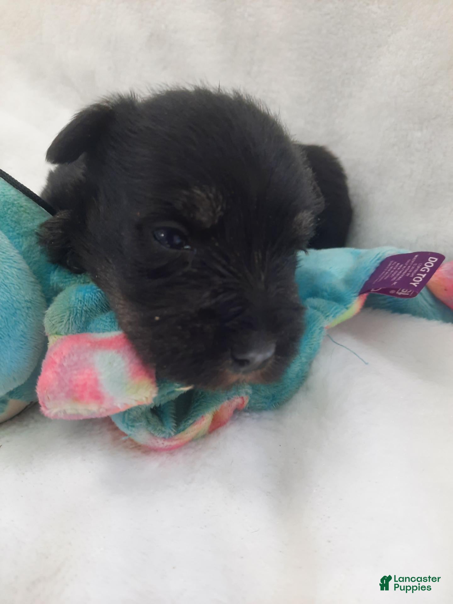 Miniature Schnauzer dogs AKC Peanut - Ad 2