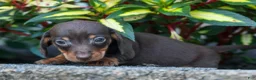 Miniature Dachshund dogs for sale: Zippy🐾 - Ad 15