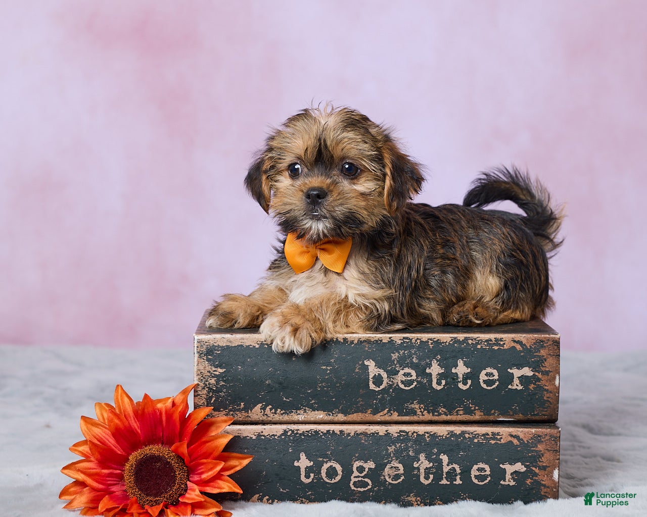 Shorkie dogs Archie - Ad 1