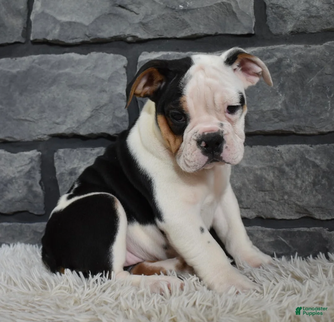 Beabull dogs for sale: Paige  - Ad 4