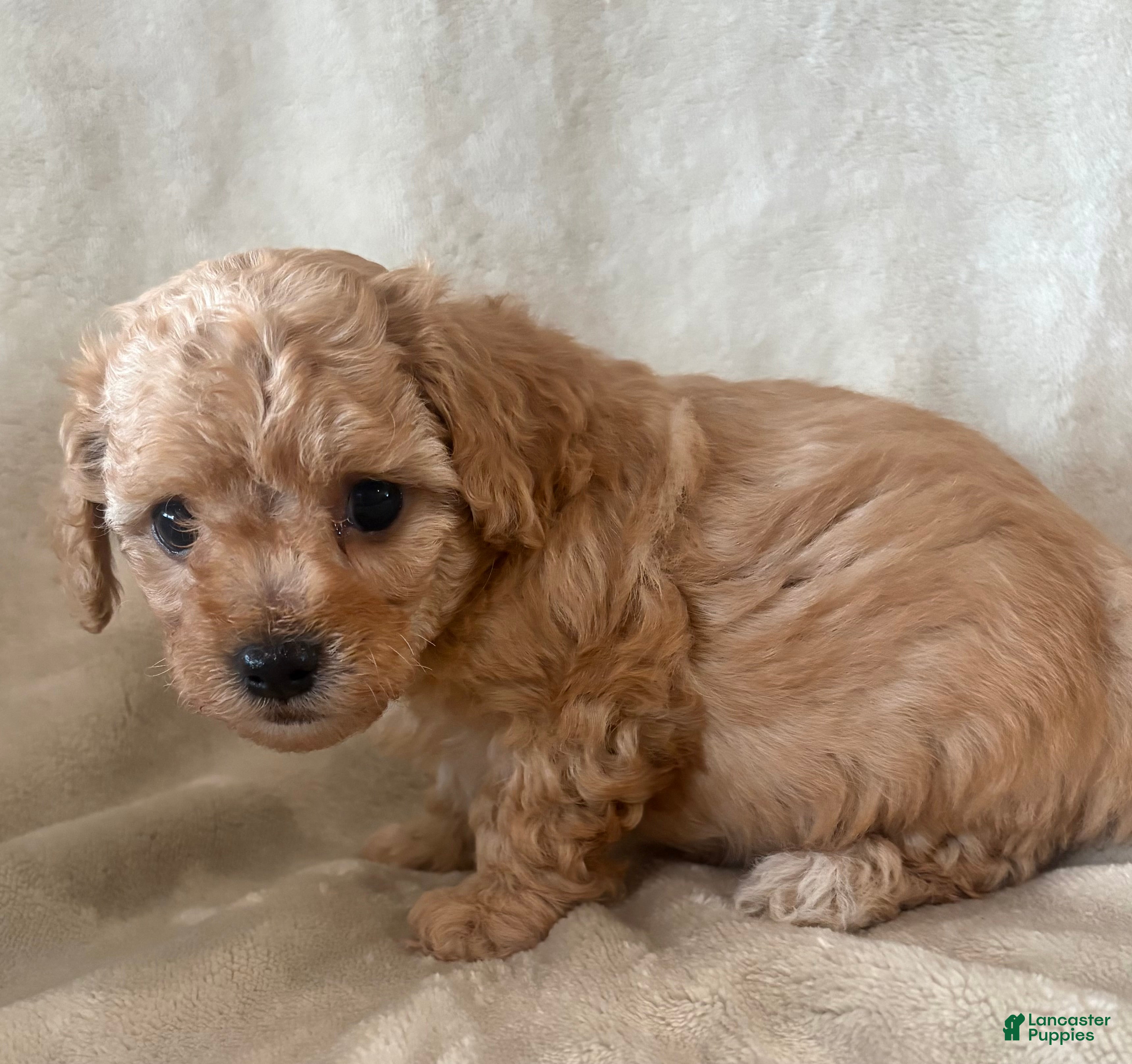 Maltipoo dogs Toffee - Ad 1