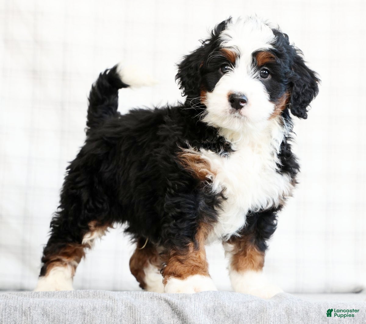 Mini Bernedoodle dogs Bryan - Ad 1