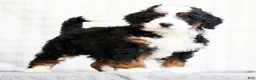 Mini Bernedoodle dogs for sale: Bryan - Ad 1