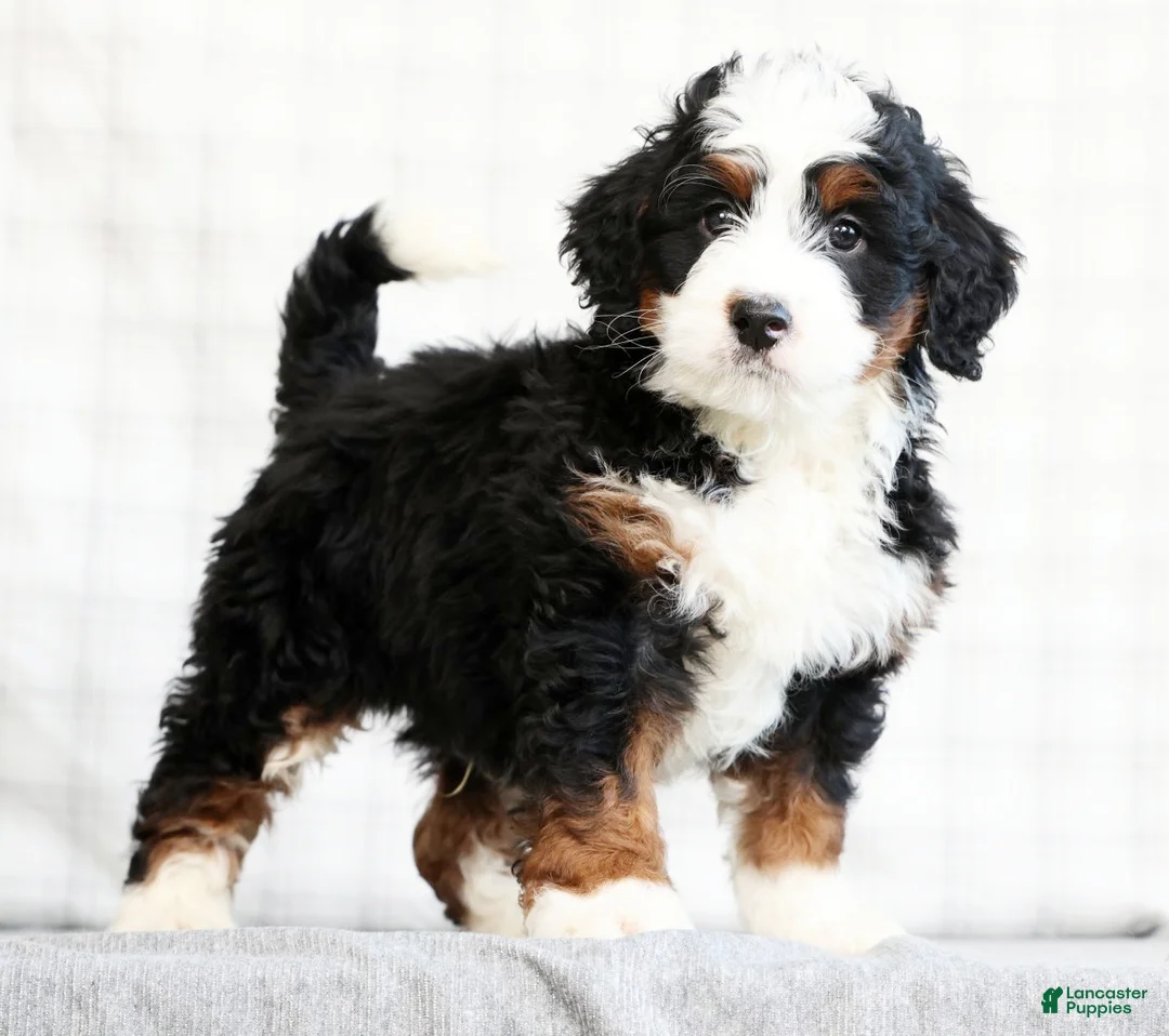 Mini Bernedoodle dogs for sale: Bryan - Ad 1
