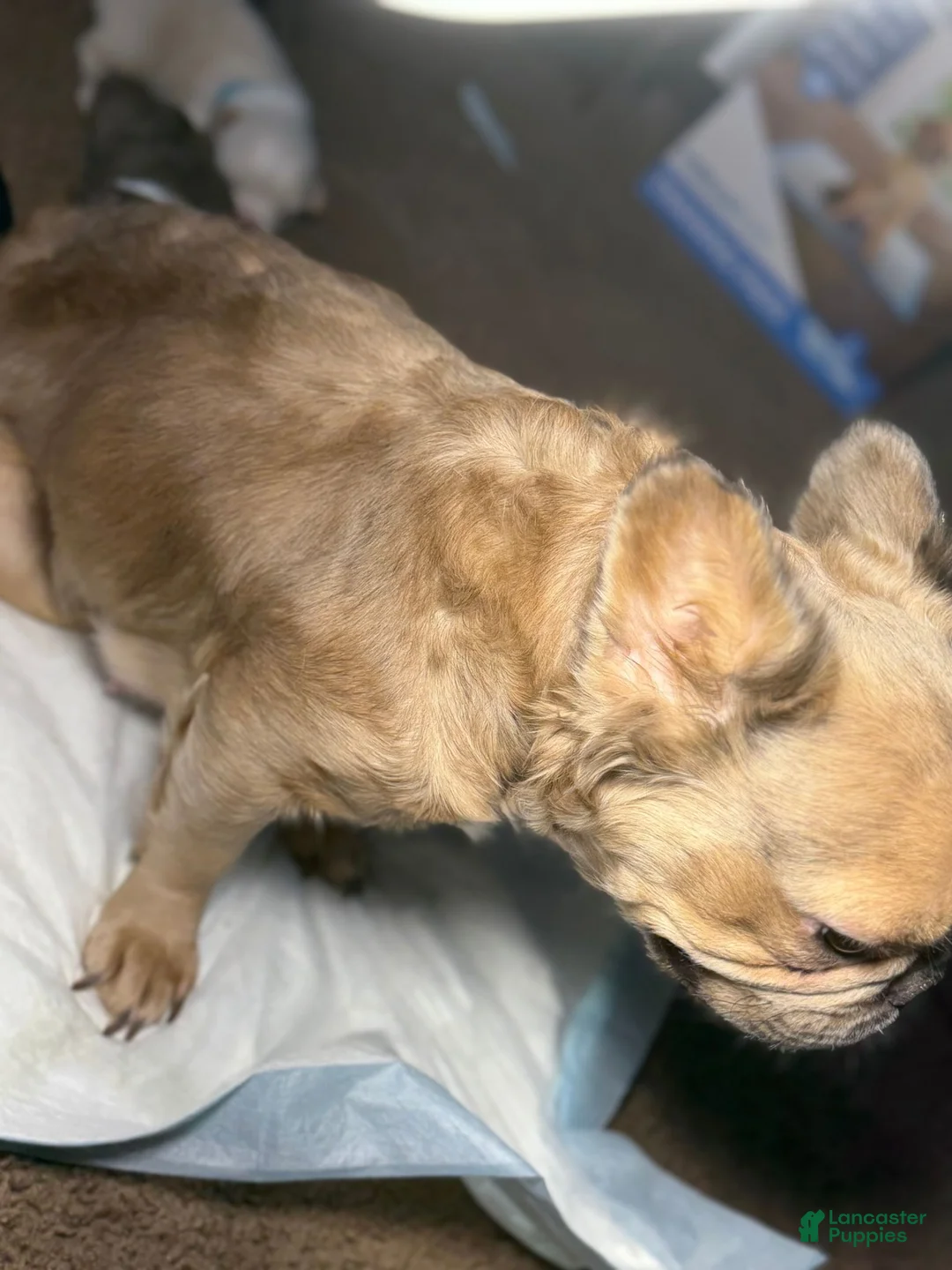 French Bulldog dogs for sale: Foxy - Ad 10