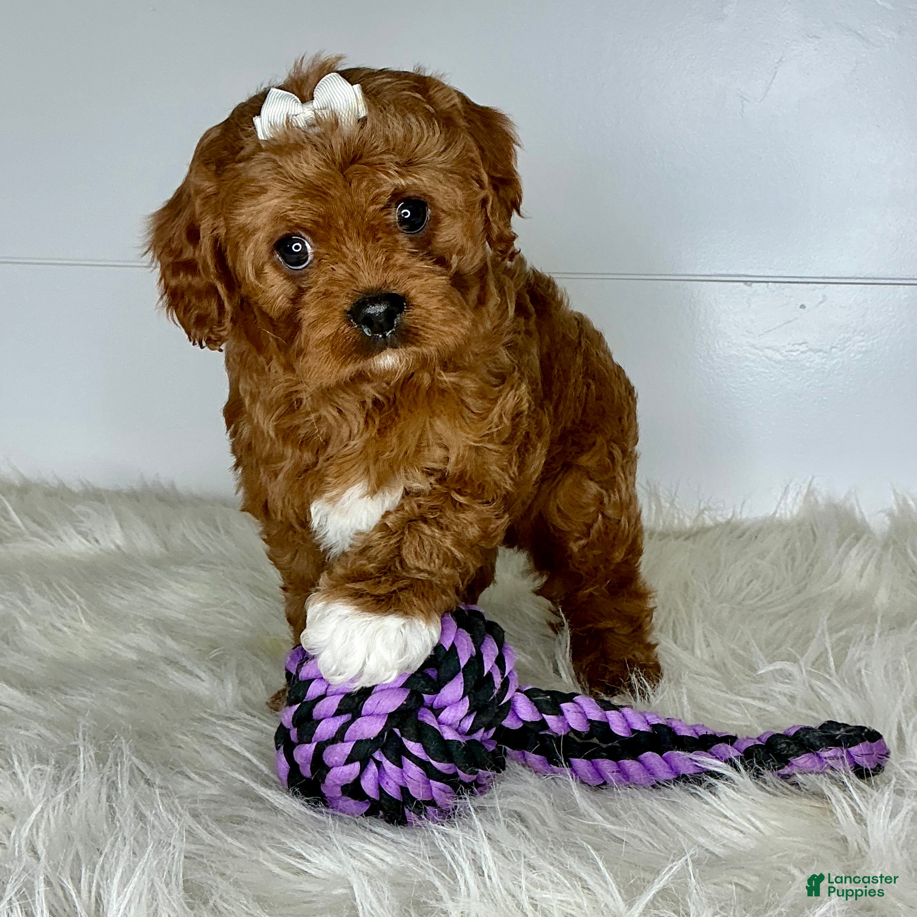 Cavapoo dogs Missy - Ad 1